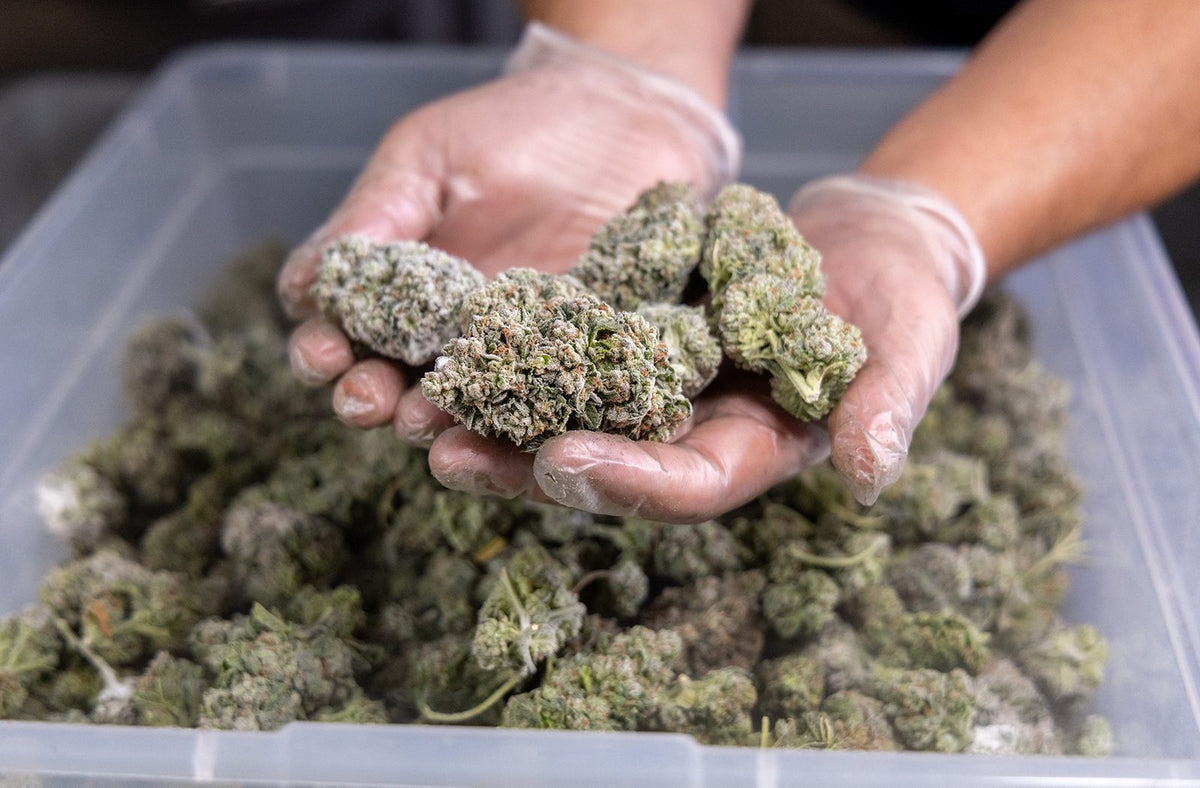 Best Bud Trimming Machine