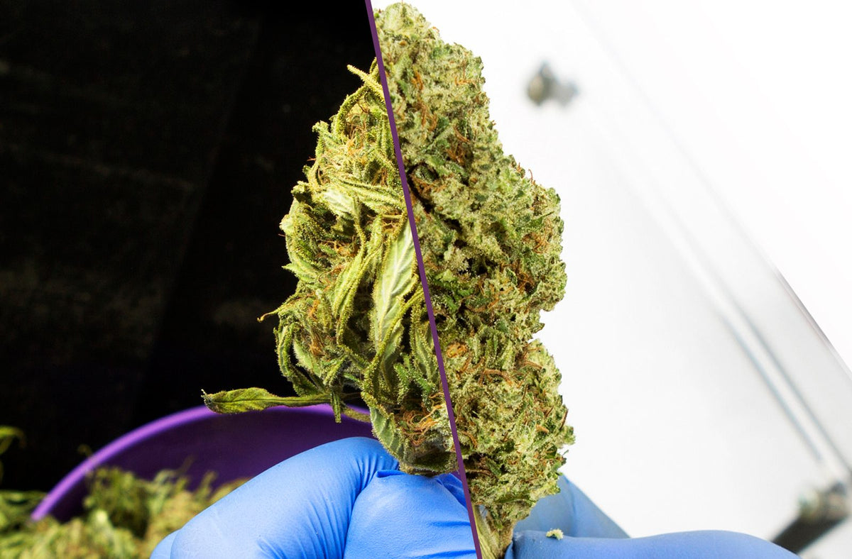Cannabis Sugar Leaves
