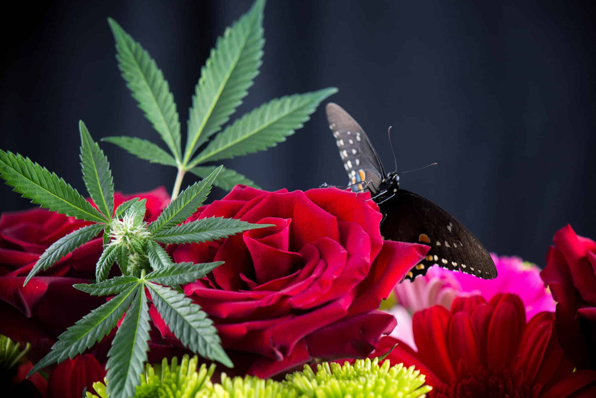 Cannabis valentine