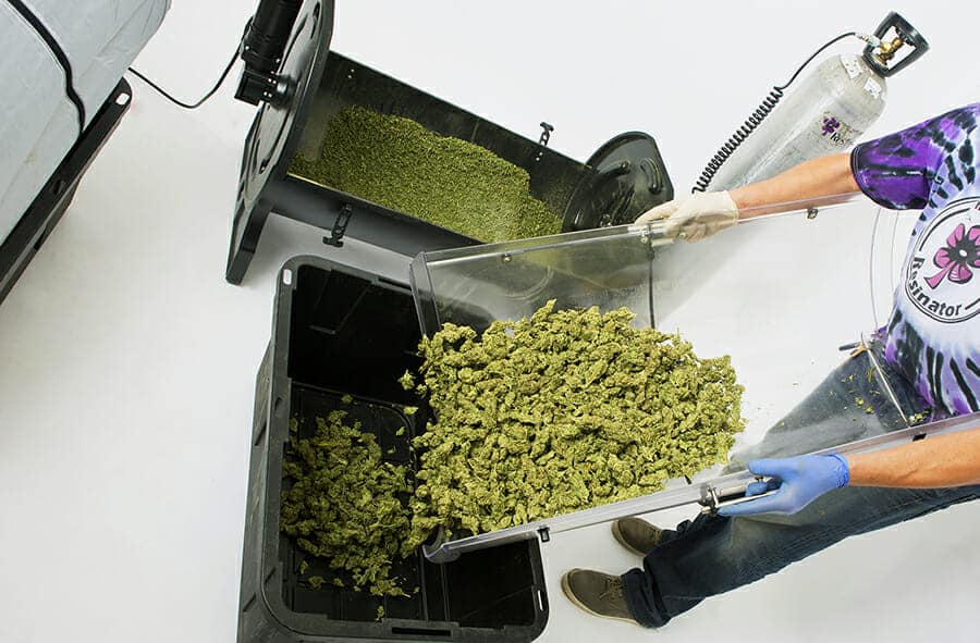 An operator emptying freshly trimmed cannabis from a Resinator machine drum into a bin