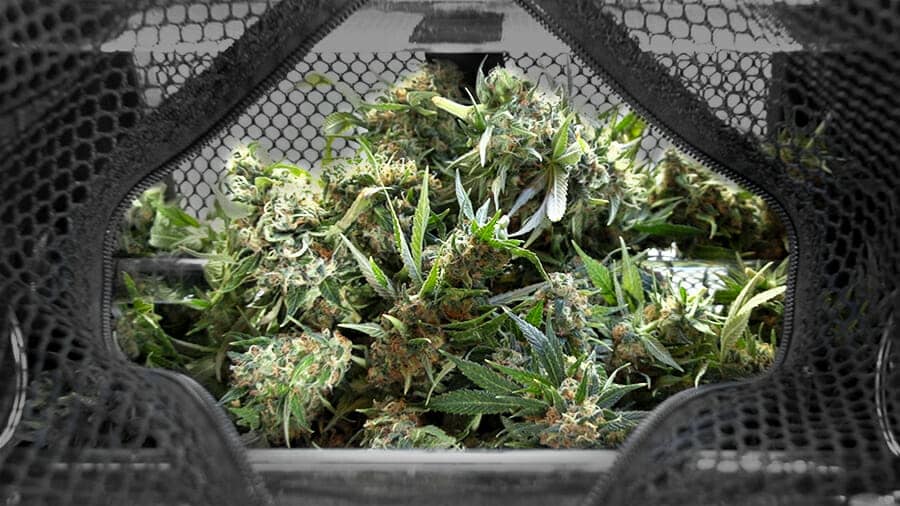Cannabis buds inside the mesh drum of a Resinator trimming machine