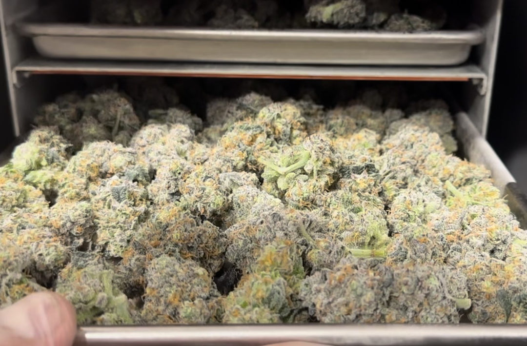 Why Freeze Dried Cannabis Makes Business Sense for Cultivators