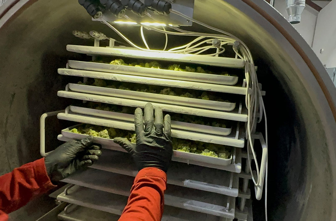 Top 10 Problems With Freeze Drying Cannabis + Solutions