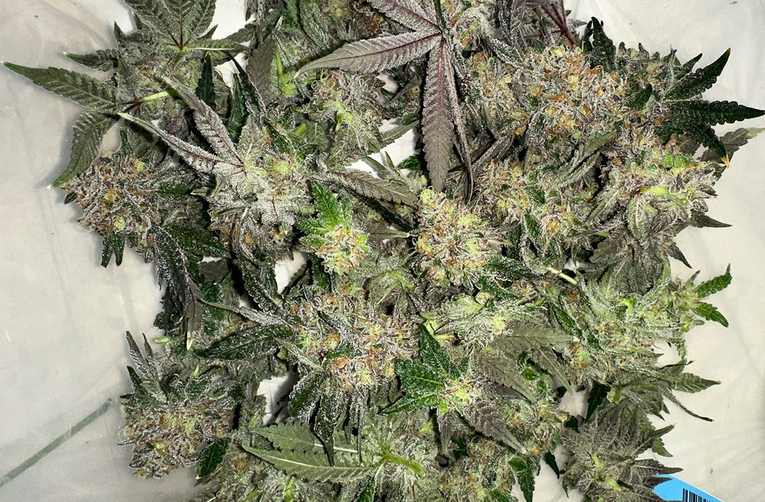 Pros & Cons of Hand Trimming vs Machine Trimming