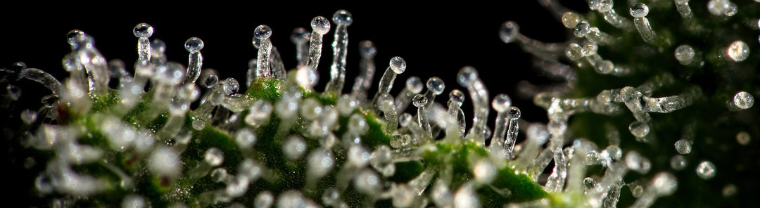 The Anatomy of The Trichome
