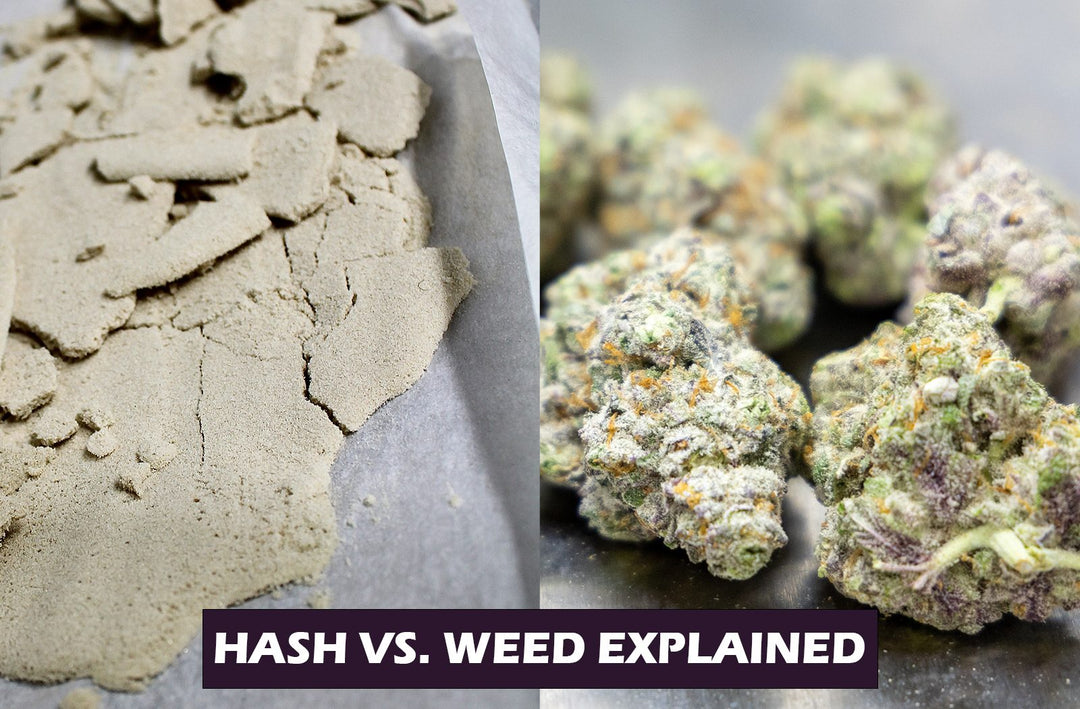 Hash vs Weed – What’s the Big Difference?
