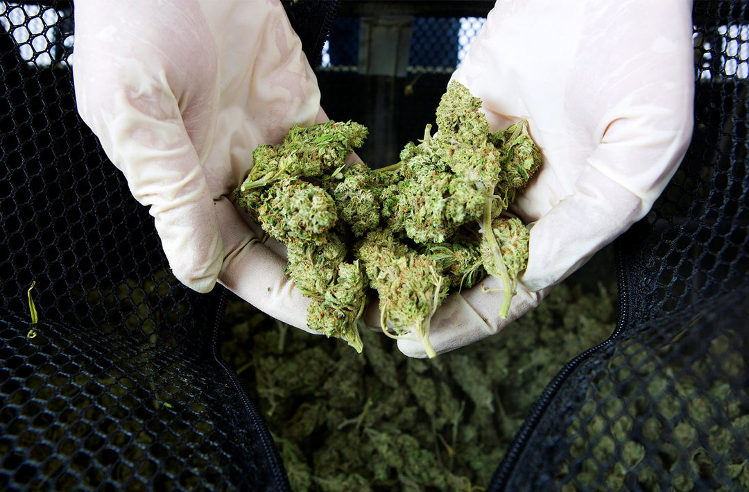 Why Cannabis Trimming Without Gloves Is a Bad Idea