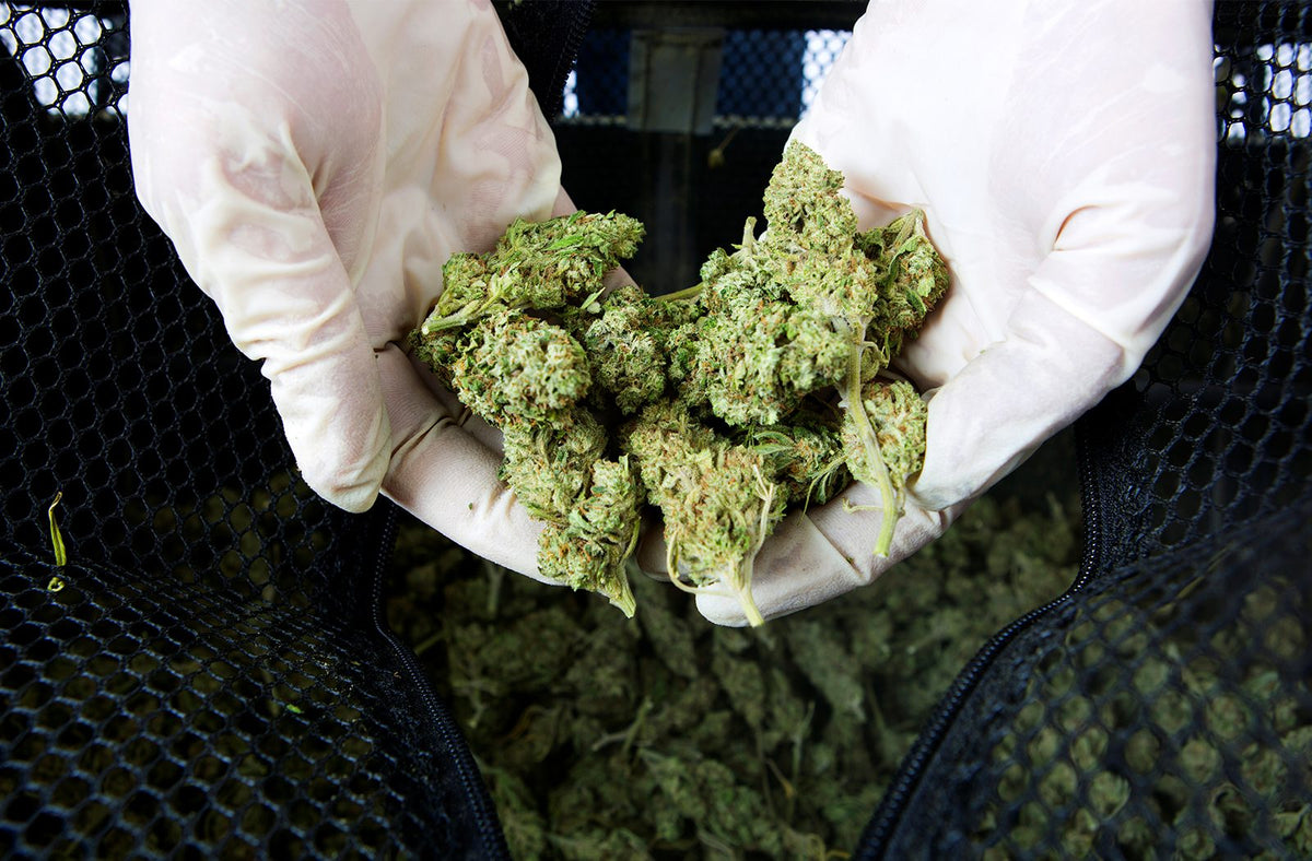 hands holding trimmed cannabis in gloves