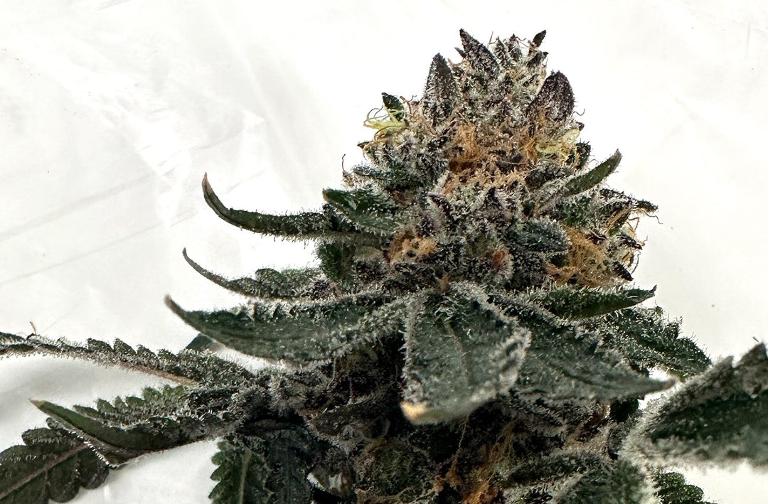 When to Harvest Cannabis for Best Quality and Yield