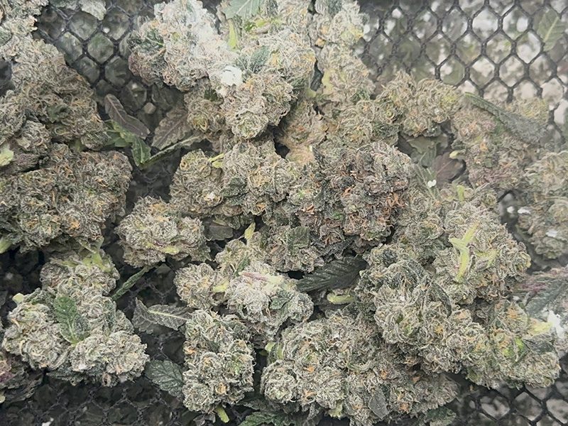 Fresh-Frozen-Bladeless-Trimmed-Cannabis-Original-Resinator-XL