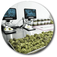 Cannabis buds on a tray beside digital microscopes and sample jars for quality inspection