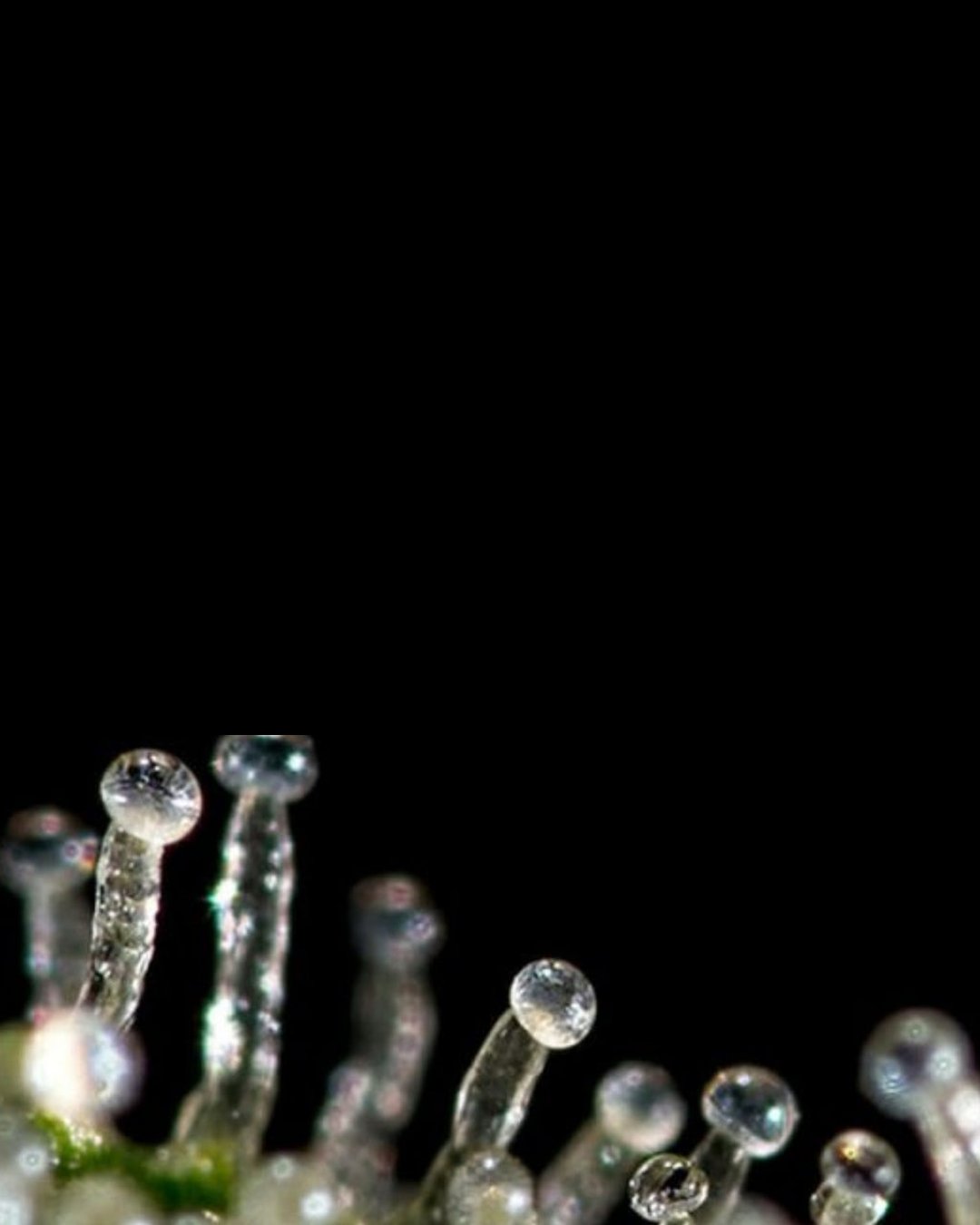 Trichome macro backdrop on black for The Original Resinator