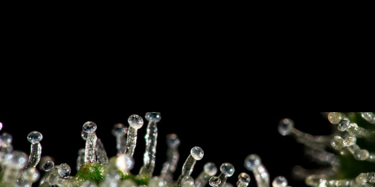 Trichome macro backdrop on black for The Original Resinator