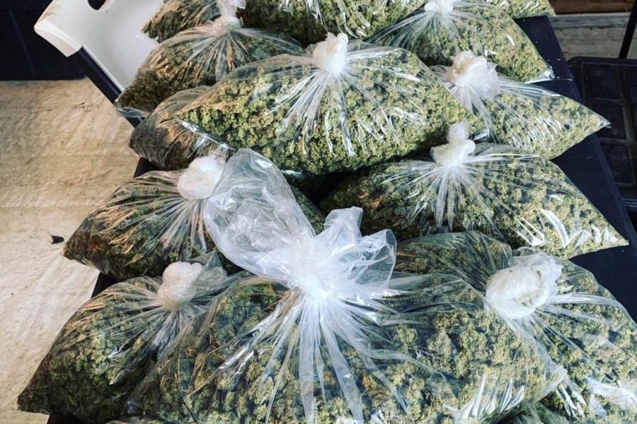 How to Trim Cannabis Like an Expert