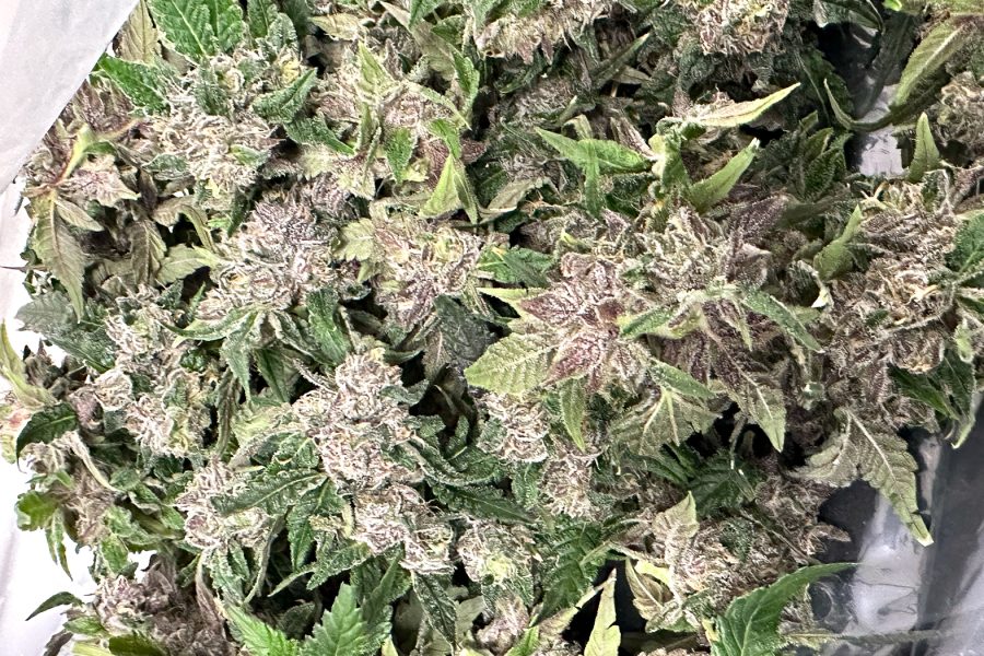 Guide to Ideal Temperature and Humidity for Drying Weed