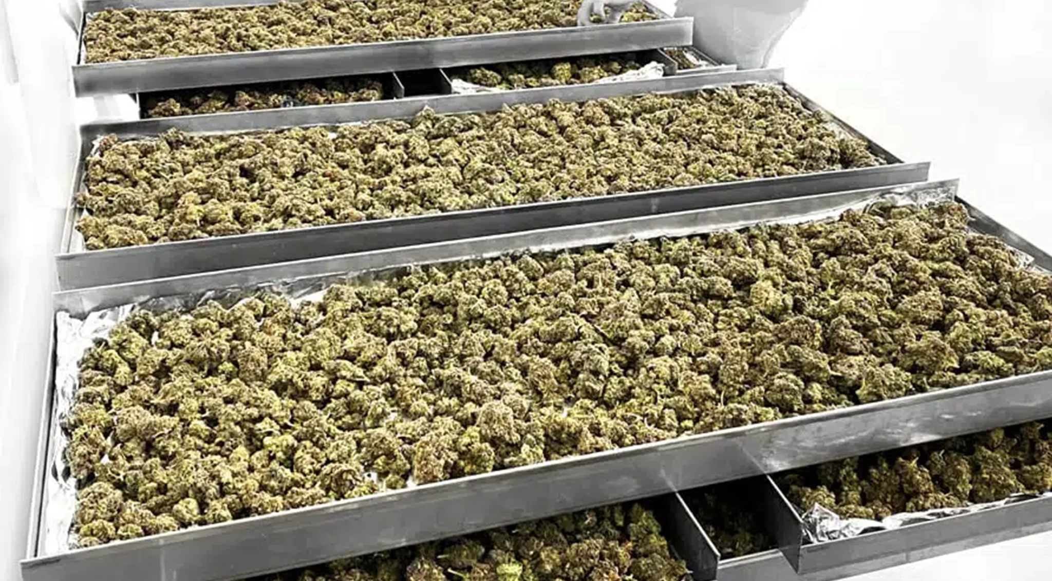 Freeze Drying & Crop-to-Cure