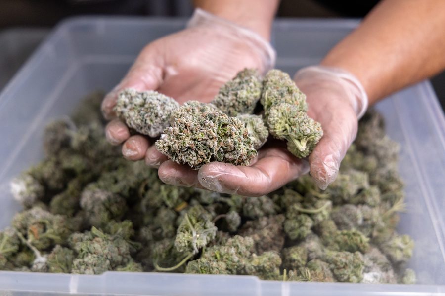 How to Pick the Best Bud Trimming Machine